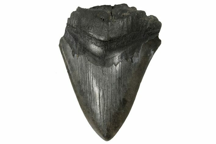 Partial, Fossil Megalodon Tooth - South Carolina #172221